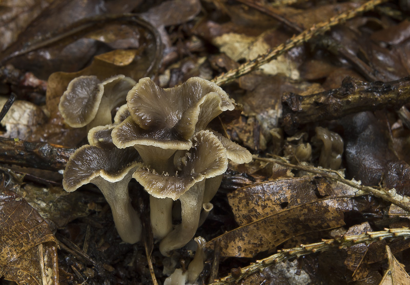 Pseudocraterellus sinuosus